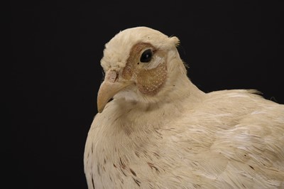 Lot 60 - Taxidermy: A pair of white pheasant (Crossoptilon crossoptilon)
