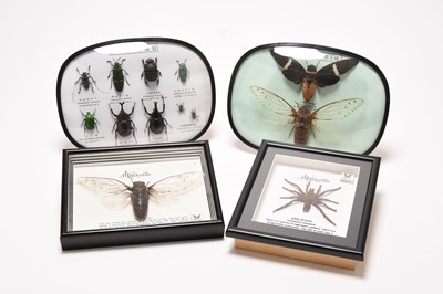 Lot 31 - Taxidermy, Entomology interest - Four display cases (4)
