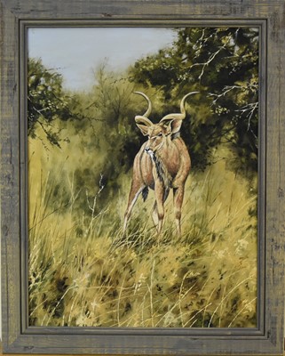 Lot 306 - Stephen Gayford (b.1954) A Kudu in the Wild