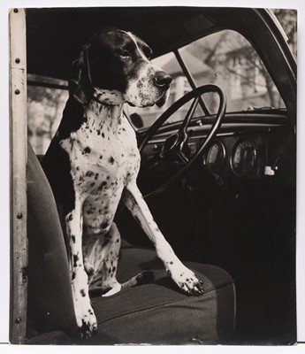 Lot 67 - Wolfgang Suschitzky (Austrian/British, 1919-2016) Series of photographs of dogs for Bob Martin