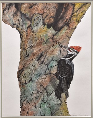 Lot 47 - Lynda Hutchinson (British contemp.) Woodpecker
