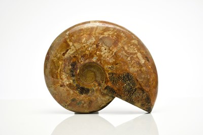 Lot 52 - An ammonite specimen (Placenticeras meeki)