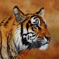 Lot 564 - Stephen Park (British, 1953) Head of a tiger...