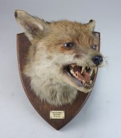 Lot 58 - A mid 20th century taxidermy fox's head on an...