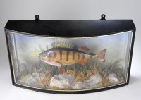 Lot 236 - A taxidermy cased perch circa 1922, in an...