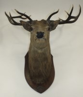 Lot 269 - A taxidermy mounted stag's head with five...