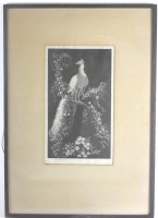 Lot 254 - Lionel Lindsay (1874-1961) White Peacock, wood...