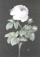 Lot 336 - British school, 19th century Study of a rose...