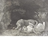 Lot 456 - After George Stubbs (1724-1806) Leopards at...