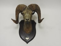 Lot 604 - A mounted taxidermy large Himalayan wild sheep'...