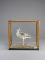 Lot 605 - Little Whimbrel (Numenius Minutus),...