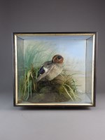 Lot 607 - A green winged teal duck, preening in a...