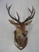 Lot 608 - A stag's head with six point antlers on an oak...