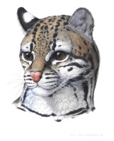 Lot 403 - Axel Amuchastegui (Argentinian, B.1921) Ocelot,...