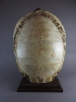 Lot 157 - An Arrau turtle or South American river turtle...