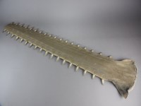 Lot 160 - A green sawfish rostrum, thirty six teeth,...