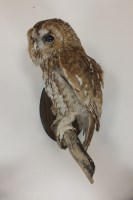 Lot 403 - A taxidermy tawny owl mounted on a branch and...