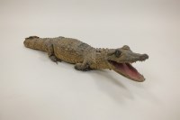 Lot 404 - A taxidermy baby crocodile, now mounted with...