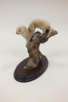 Lot 406 - A taxidermy white stoat mounted on a branch...