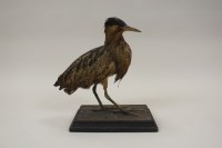 Lot 407 - A taxidermy bittern mounted on a rectangular...