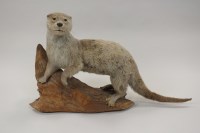 Lot 408 - An taxidermy otter balanced on a tree root in...