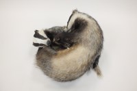 Lot 409 - A pair of taxidermy unmounted fighting badgers,...