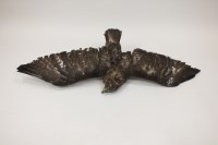 Lot 411 - A taxidermy buzzard wings stretched, unmounted...