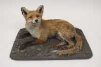 Lot 412 - A taxidermy fox lying alert on a stone strewn...