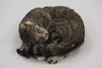 Lot 415 - A taxidermy tabby cat curled up asleep, 35cm wide