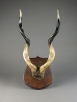 Lot 242 - A pair of mounted kudu horns on shield, 53cm