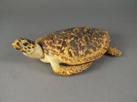 Lot 245 - A taxidermy hawksbill turtle, 34cm long